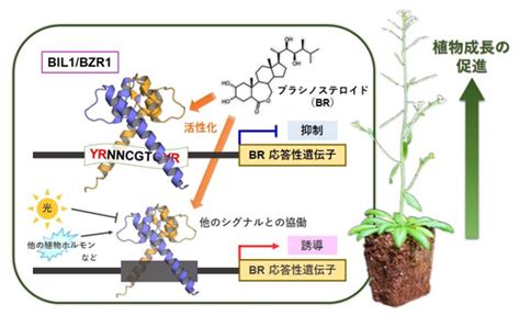 植物化|植物の成長を制御する仕組み